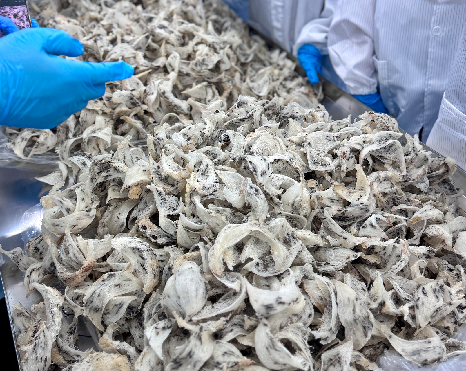 经营稳定印尼燕窝食材贸易生意，出口至全球。